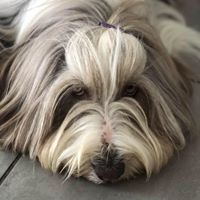 Illustration du profil de Cindynini