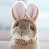 Illustration du profil de MlleBunny