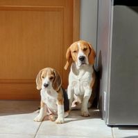 Illustration du profil de Olafbzh