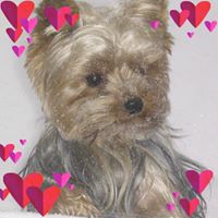 Illustration du profil de CHIPS54