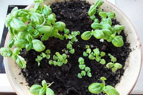 Cliquez pour zoomer ! 20200514_090848