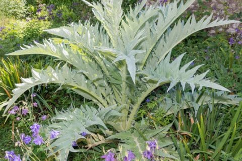 Cliquez pour zoomer ! i140682-cardon