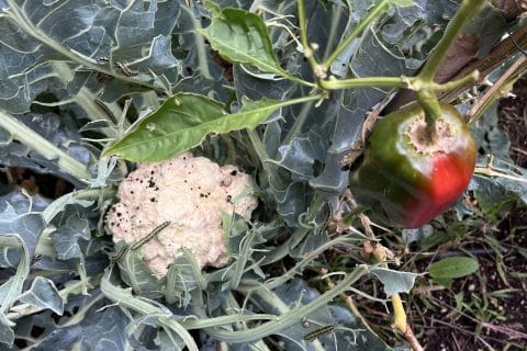 Cliquez pour zoomer ! Photo de socuisinette