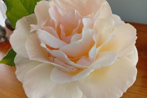 Cliquez pour zoomer ! Photo de Marie 🌹🌹