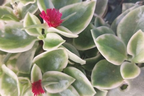 Cliquez pour zoomer ! Photo de francois.suaton@orange.fr