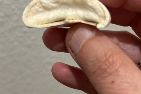 Cliquez pour zoomer ! Photo de lnmahelia107