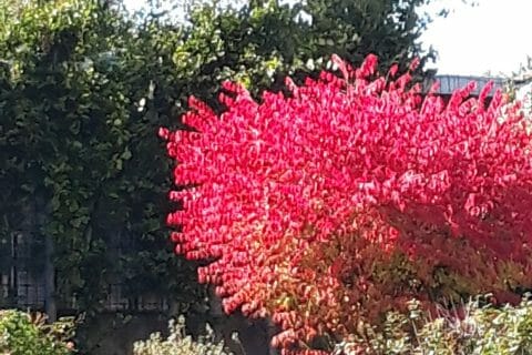 Cliquez pour zoomer ! Photo de Cricri-25