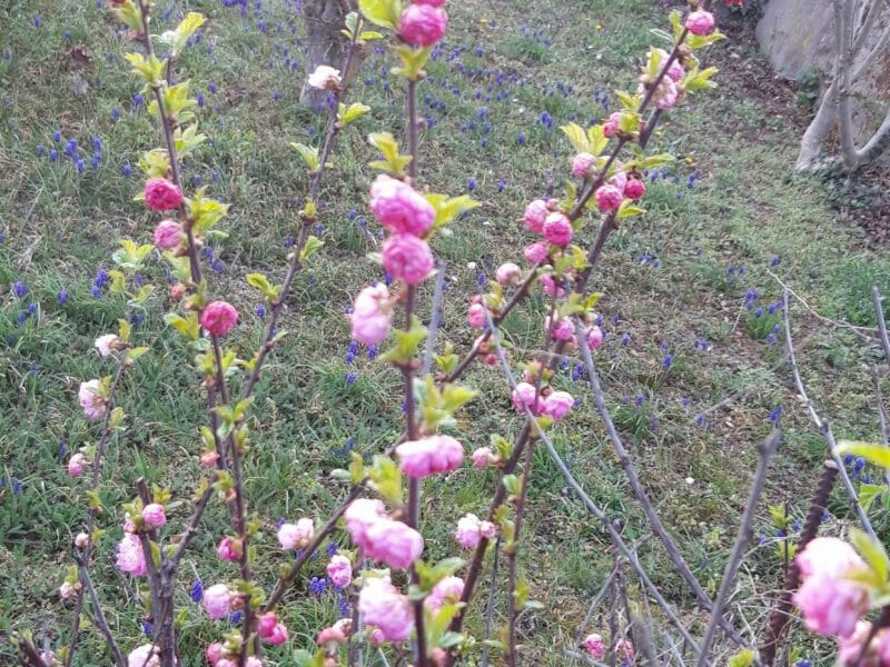 Cliquez pour zoomer ! Photo de Cricri-25 Thermomix par Cricri-25