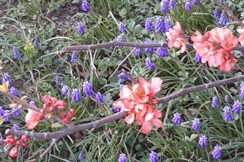 Cliquez pour zoomer ! Photo de Cricri-25 Thermomix par Cricri-25