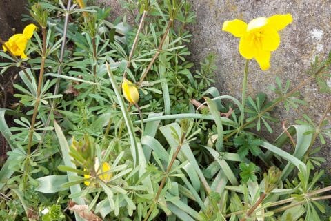 Cliquez pour zoomer ! Photo de Cricri-25 Thermomix par Cricri-25