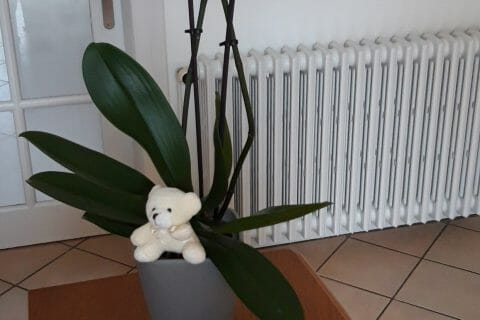 Cliquez pour zoomer ! Cookies romarin et abricots Thermomix par Cricri-25