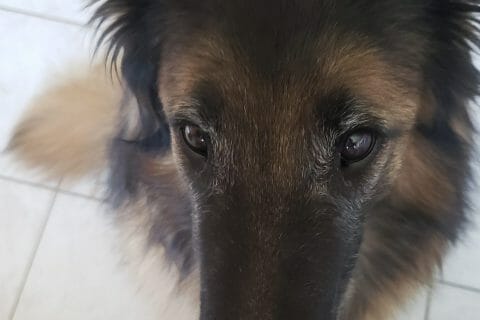 Cliquez pour zoomer ! Cake à l’orange sanguine Thermomix par Elorac01