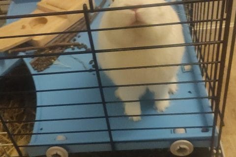 Cliquez pour zoomer ! Photo de basildu77