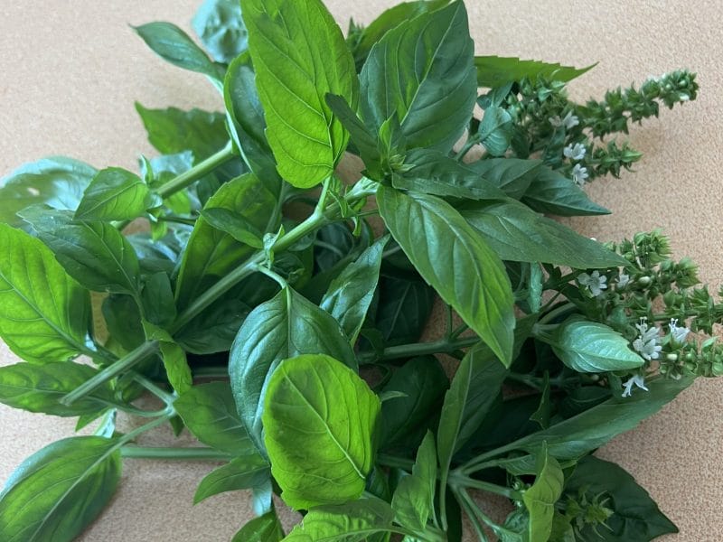 Cliquez pour zoomer ! Pesto courgettes et basilic Thermomix par manondsb