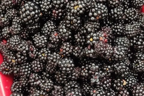 Cliquez pour zoomer ! Confiture de mûres Thermomix par jackotte