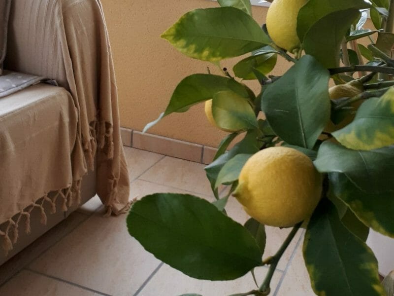 Cliquez pour zoomer ! Gâteau neige Thermomix par salamandre18.