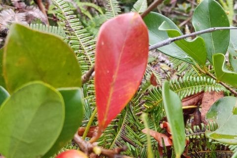 Cliquez pour zoomer ! Gelée de groseilles Thermomix par michoco974