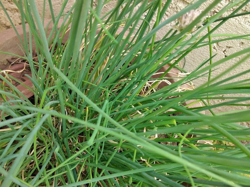 Cliquez pour zoomer ! Chapelure de pain Thermomix par originebike