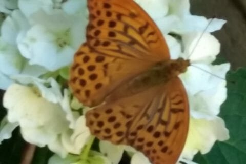 Cliquez pour zoomer ! Café latte frappé Thermomix par originebike