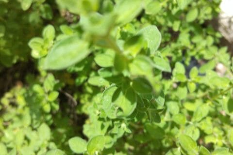 Cliquez pour zoomer ! Chapelure de pain Thermomix par originebike