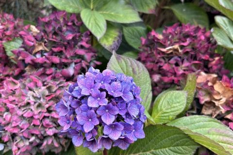 Cliquez pour zoomer ! Photo de originebike