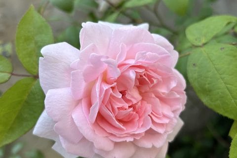 Cliquez pour zoomer ! Photo de originebike