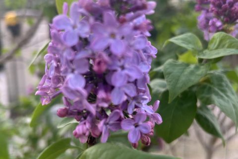 Cliquez pour zoomer ! Photo de originebike