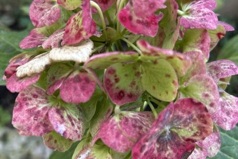 Cliquez pour zoomer ! Photo de originebike