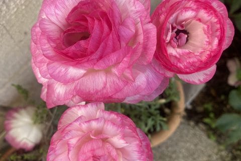 Cliquez pour zoomer ! Photo de originebike