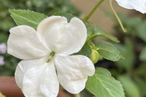 Cliquez pour zoomer ! Photo de originebike