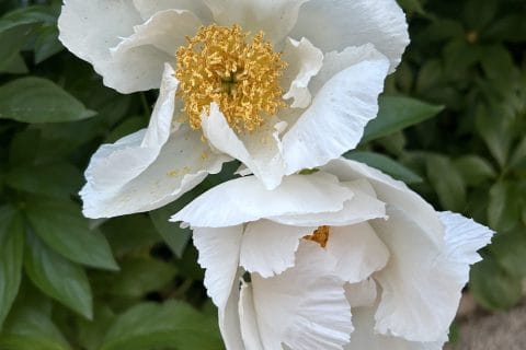 Cliquez pour zoomer ! Photo de originebike