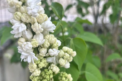 Cliquez pour zoomer ! Photo de originebike