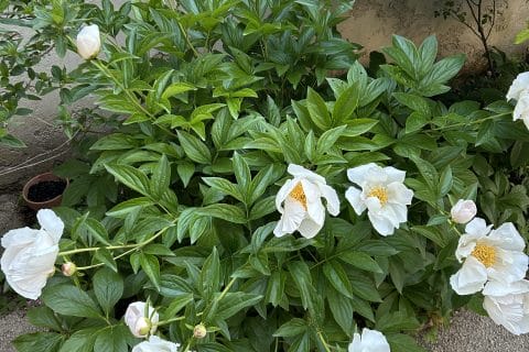 Cliquez pour zoomer ! Photo de originebike