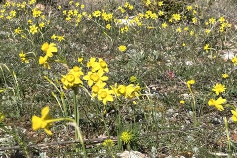 Cliquez pour zoomer ! Photo de originebike