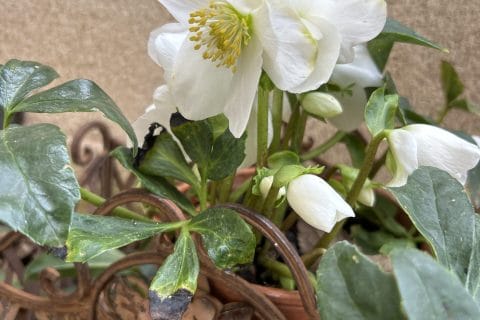 Cliquez pour zoomer ! Photo de originebike