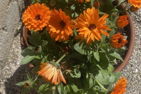 Cliquez pour zoomer ! Photo de originebike