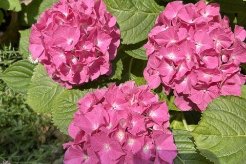 Cliquez pour zoomer ! Photo de originebike