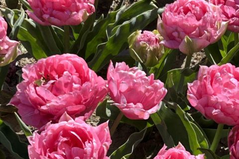 Cliquez pour zoomer ! Photo de originebike