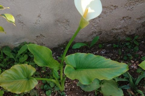 Cliquez pour zoomer ! IMG_20210505_195008