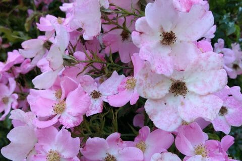 Cliquez pour zoomer ! Photo de originebike