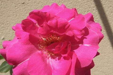 Cliquez pour zoomer ! Photo de originebike