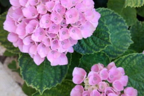 Cliquez pour zoomer ! Photo de originebike Thermomix par originebike