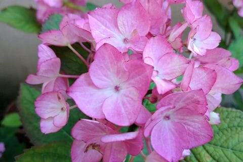 Cliquez pour zoomer ! Photo de originebike Thermomix par originebike