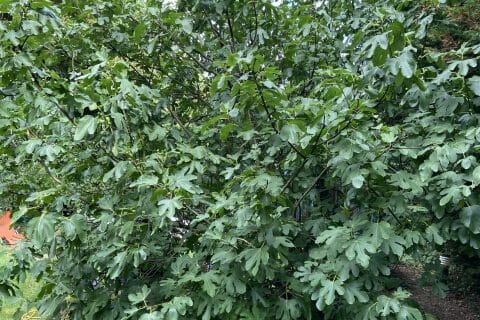 Cliquez pour zoomer ! Tarte aux figues Thermomix par Sanddring