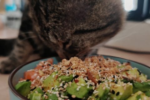 Photos des recettes