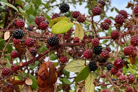 Cliquez pour zoomer ! Confiture de mûres Thermomix par kangourou69