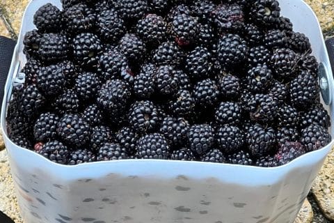 Cliquez pour zoomer ! Confiture de mûres Thermomix par kangourou69