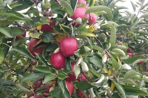 Cliquez pour zoomer ! Jus de pommes Thermomix par Najahlo