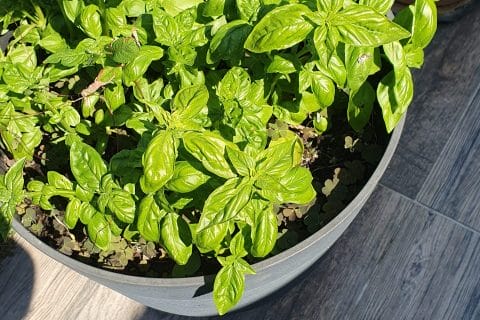 Cliquez pour zoomer ! Pesto Thermomix par mamiecath