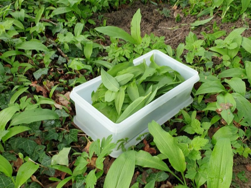 Cliquez pour zoomer ! Pesto à l’ail des ours Thermomix par LineC